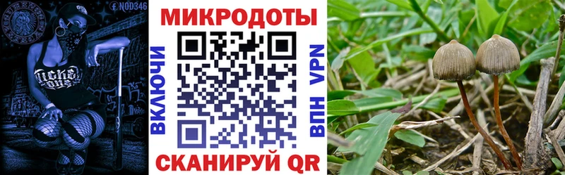 Псилоцибиновые грибы Psilocybe Славгород